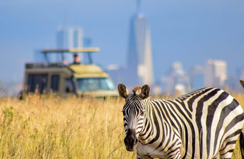 Half Day Game Drive Nairobi National Park