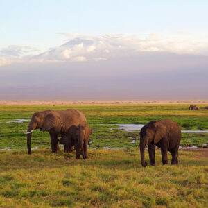 6 Days Amboseli, Lake Nakuru & Masai Mara