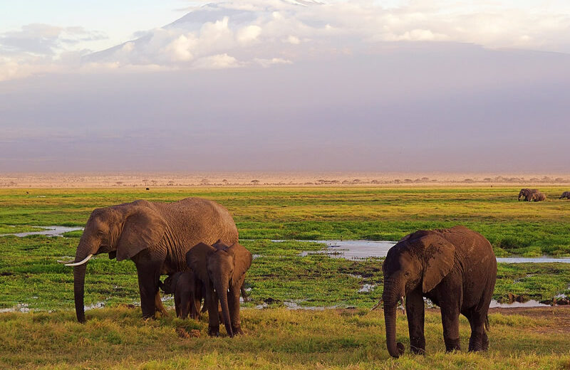 6 Days Amboseli, Lake Nakuru & Masai Mara