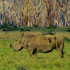 4 Days Masai Mara & Lake Nakuru